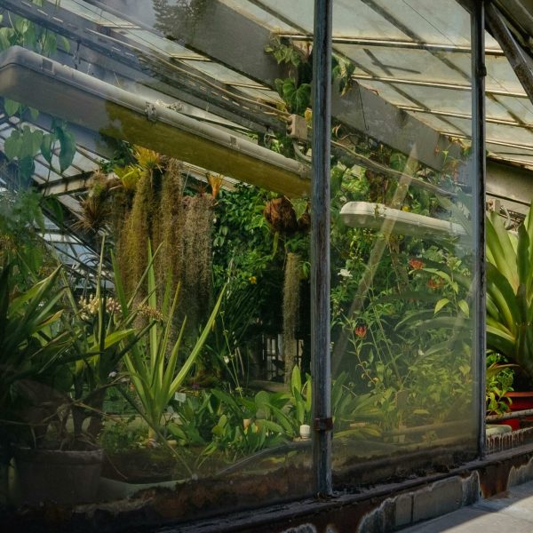 Explore vibrant plants through the glass of a sunlit greenhouse, showcasing lush greenery and natural beauty.